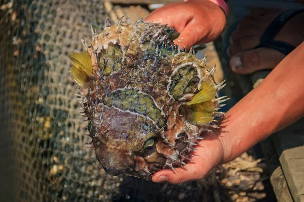 Fish farmer holding an inflated spiky puffer fish and showing it to tourists at a fish farm in Krabi province of Thailand — Stock Photo, Image