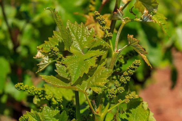 Close View Young Grapes Vines Vineyard Spring Sonoma County California — Stock Photo, Image