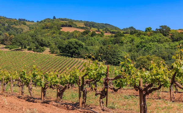 Weergave van oude wijnstokken op een wijngaard sluit in het voorjaar in de Amerikaanse staat Californië, en valt bestuurlijk gezien onder Sonoma County — Stockfoto