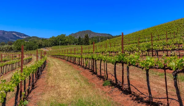 Stäng vy av vinrankor på en vingård i våras i Sonoma County, Kalifornien, Usa — Stockfoto