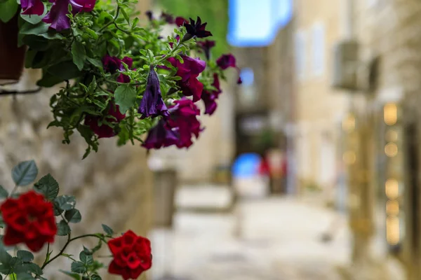 Pittoreske straatjes van de oude stad Budva met uitzicht op de Adriatische zee en bokeh bloemen op de voorgrond in Montenegro — Stockfoto