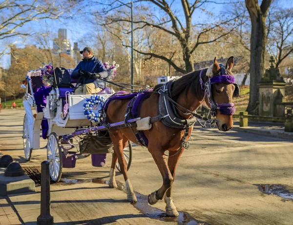 Ornately zdobione koń ciągnione przewozu z turystami, Central Park Nowy Jork, Manhattan budynków w tle — Zdjęcie stockowe