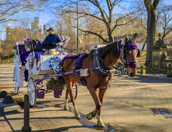 Süslü dekore at turistler, Central Park New York, arka planda Manhattan binaları ile araba çizilmiş