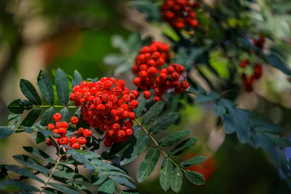 Κλάδος Έντονα Κόκκινα Βατόμουρα Φραγκοστάφυλα Δέντρο Στάχτης Φόντο Φύλλα Πράσινου — Φωτογραφία Αρχείου