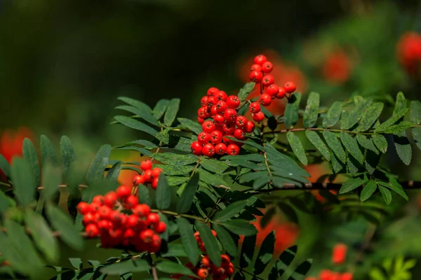 Κλάδος Έντονα Κόκκινα Βατόμουρα Φραγκοστάφυλα Δέντρο Στάχτης Φόντο Φύλλα Πράσινου — Φωτογραφία Αρχείου