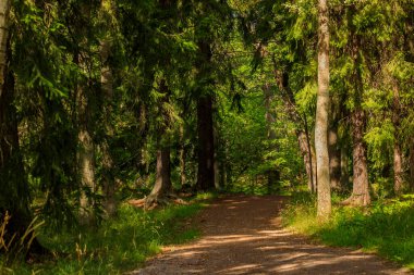İsveç 'in Stockholm yakınlarındaki güneşli bir yaz gününde geçmişi bulanık kürk ağaçlarıyla kaplı vahşi bir İsveç ormanının içinden geçen yol.