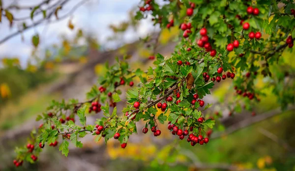 Κλάδος Από Κόκκινα Μούρα Hawthorn Δέντρο Φόντο Πράσινα Και Κίτρινα — Φωτογραφία Αρχείου
