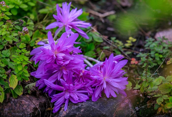 Ramo Flores Silvestres Color Púrpura Bosque Cerca Estocolmo Suecia Con — Foto de Stock