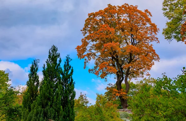Sonbahar Renklerinde Ağaçlar Stockholm Sveç Sodermalm Adası Ndaki Hornstull Semtindeki — Stok fotoğraf