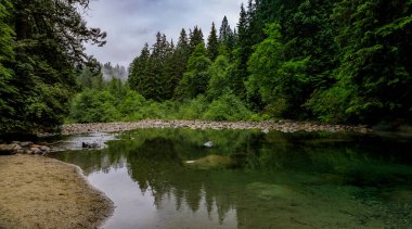 Lynn Canyon Park Ormanı 'ndaki bir gölde yansıyan çam ağaçları