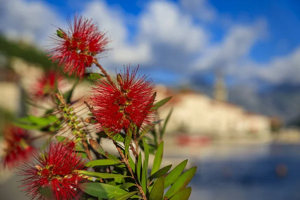 Vista Turva Kotor Bay Com Uma Cidade Cênica Perast Montenegro — Fotografia de Stock