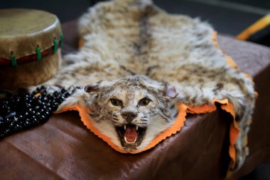 Gerçek vaşak postlu hayvan postları el yapımı Kızılderili varilinin ve boncukların yanında saklanıyor. San Francisco 'da bir toplantıda sergileniyor.