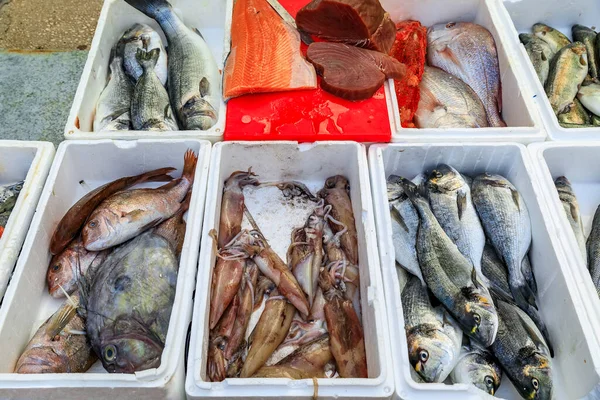 Salmón Fresco Atún Calamar Otras Capturas Peces Vivos Del Día —  Fotos de Stock