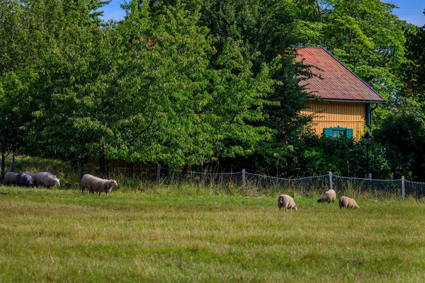 Antigua Casa Tradicional Nórdica Sueca Rodeada Árboles Con Ovejas Pastando — Foto de Stock