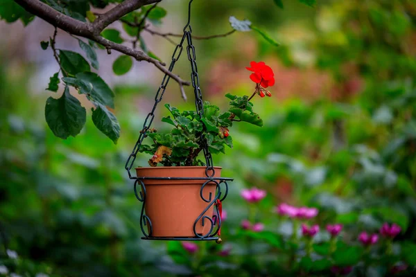Bright red geranium flowers in a hanging flower pot with a background of blurred green leaves and plants in Stockholm, Sweden