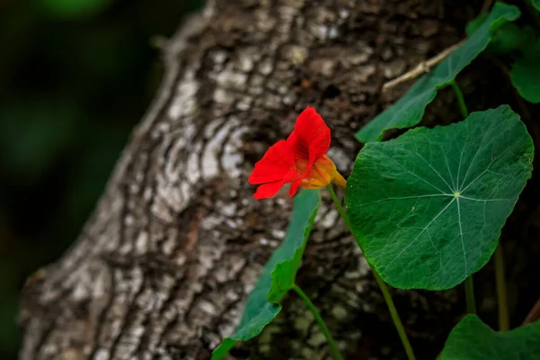 Açık Turuncu Yabani Nasturtium Çiçeği Bulanık Ağaç Kabuğuna Karşı Lands — Stok fotoğraf