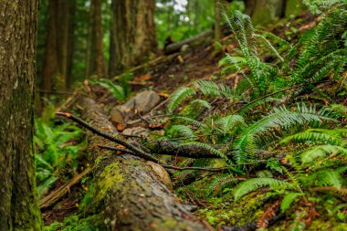 Vancouver, Kanada 'daki Lynn Canyon Park Ormanı' nda yağmurlu bir günde çam ağaçları arasında düşen yosunlu gövde ve eğreltiotu yaprakları.