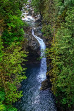Kuzey Vancouver, Britanya Kolumbiyası 'ndaki Lynn Canyon Parkı' nda çam ağaçları tarafından çerçevelenen ikonik Norvan Şelalesinin uzun pozlu görüntüleri.