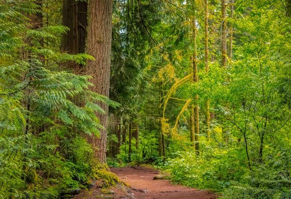 Camino Través Los Pinos Día Lluvioso Bosque Lynn Canyon Park — Foto de Stock