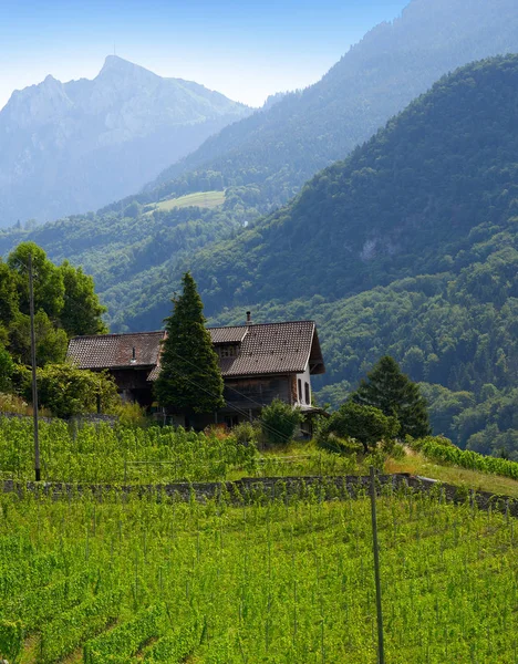 Aigle Vineyard Alps Switzerland Swiss — Stock Photo, Image