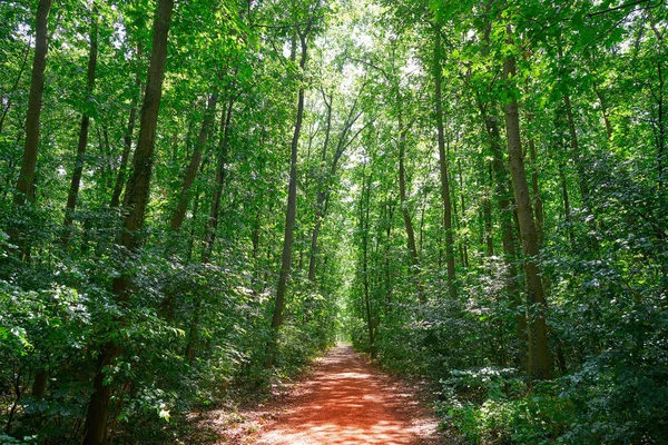 教科文组织自然公园黑森 Odenwald 在德国 — 图库照片