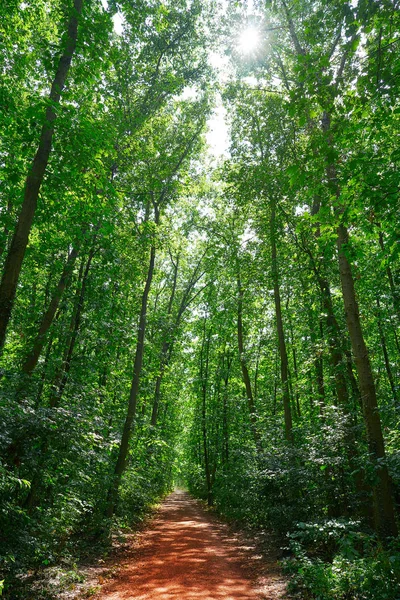 Parque Natural Unesco Bergstrasse Odenwald Alemanha — Fotografia de Stock