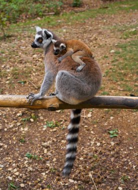 Halka kuyruklu lemurlar açık anne ve bebek orman