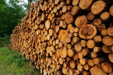 Ahşap günlükleri kereste Almanya Harz dağlarında yığılmış