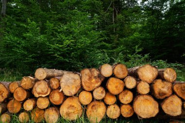 Ahşap günlükleri kereste Almanya Harz dağlarında yığılmış