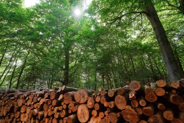 Ahşap günlükleri kereste Almanya Harz dağlarında yığılmış