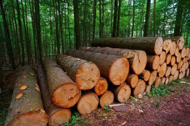 Ahşap günlükleri kereste Almanya Harz dağlarında yığılmış