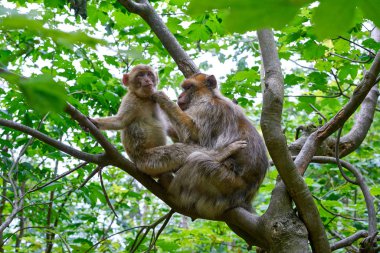 Barbary apes macaca sylvanus macaque monkeys outdoor clipart