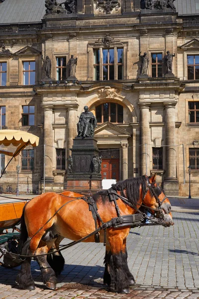 Cavalo Oberlandesgericht Dresden Alemanha Saxónia — Fotografia de Stock
