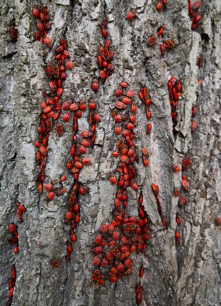 萤火虫 Pyrrhocoris Apterus 瘟疫在树干细节 — 图库照片