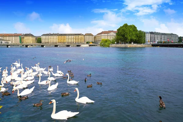 Schwäne Genfer Genfer See Schweizerisch Leman See — Stockfoto