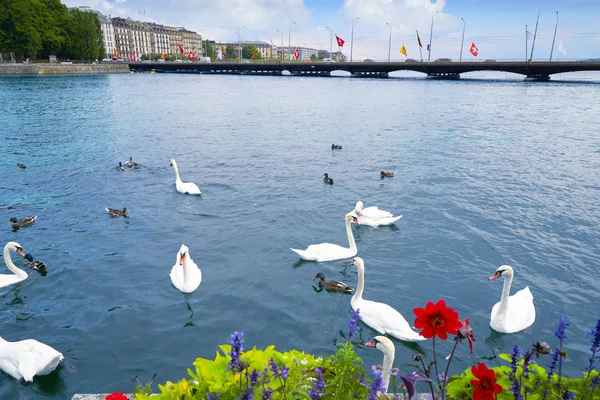 Łabędzie Genewie Geneve Szwajcarii Swiss Nad Jeziorem Leman — Zdjęcie stockowe
