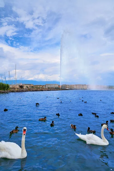 Genève Geneve Meer Water Jet Eau Zwitserland Zwitserse Leman — Stockfoto