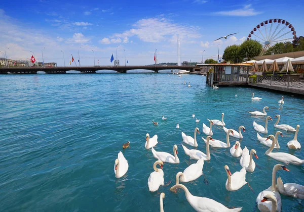 Geneva Swans Geneve Leman Lake Switzerland Swiss — Stock Photo, Image