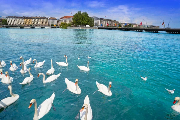 Geneva Swans Geneve Leman Lake Switzerland Swiss — Stock Photo, Image