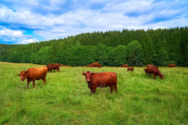 Brown Cow Cattle Harz Forest Germany — Stock Photo, Image