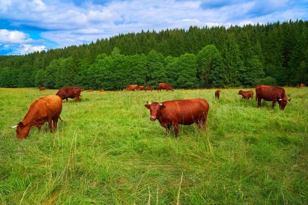 Kahverengi Inek Sığır Almanya Harz Orman — Stok fotoğraf