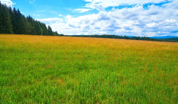 Landbouw Groene Weide Harz Woud Van Duitsland — Stockfoto