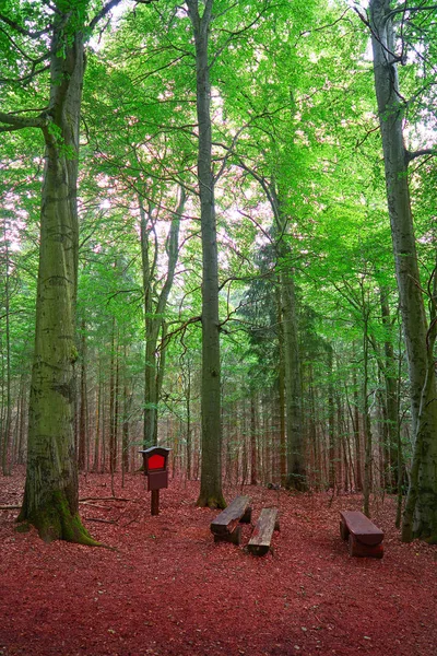 Δάσος Μαγικό Βουνά Harz Στη Γερμανία — Φωτογραφία Αρχείου