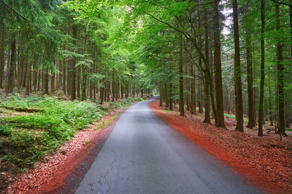 Δάσος Μαγικό Βουνά Harz Στη Γερμανία — Φωτογραφία Αρχείου