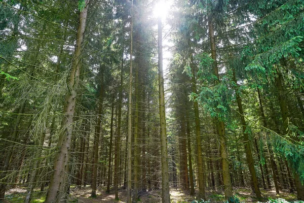 Регіоні Harz Чарівної Гори Лісу Німеччині — стокове фото