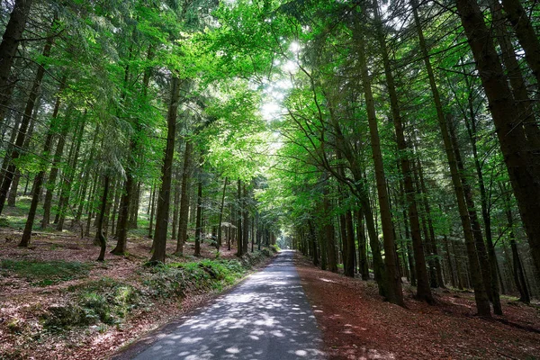 Δάσος Μαγικό Βουνά Harz Στη Γερμανία — Φωτογραφία Αρχείου