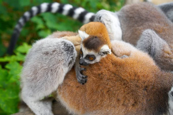 Anello Coda Lemuri Famiglia All Aperto Foresta — Foto Stock