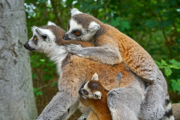 Halka Kuyruklu Lemurlar Aile Açık Orman — Stok fotoğraf