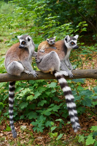 Halka Kuyruklu Lemurlar Aile Açık Orman — Stok fotoğraf