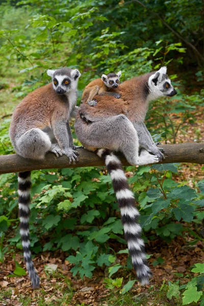 Halka Kuyruklu Lemurlar Aile Açık Orman — Stok fotoğraf